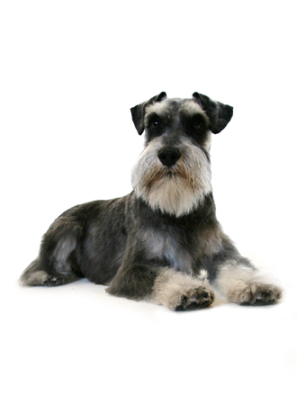 Clipping, Trimming & Styling